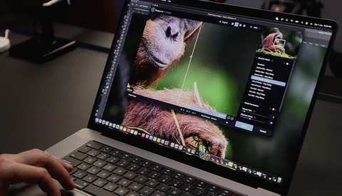 Screenshot of photo editing software displaying close-up wildlife imagery of small mammals with green background during post-processing.