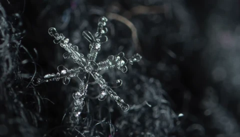 Close-up of a detailed ice crystal formation with intricate branching patterns against a blurred dark background.