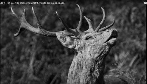 Black and white profile of a bull elk with large antlers, head raised and turned slightly toward camera.