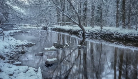 Snow-covered forest stream with fallen log and mirrored reflections on still water.