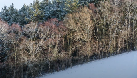 Snow-covered landscape with bare deciduous trees in foreground and evergreen forest on hillside beyond.