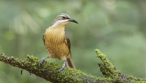 Small bird with buff-colored plumage perched on a moss-covered branch.