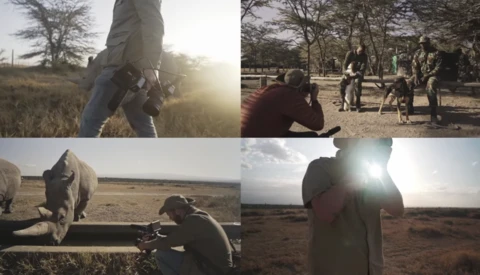 Four-panel composite showing wildlife photography moments in an African savanna setting with natural golden hour lighting.