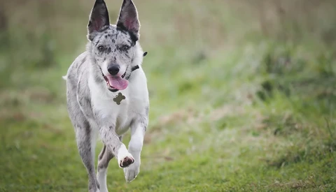 White and gray dog with pointed ears running toward camera on grass with tongue out.