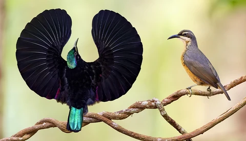 Male bird of paradise with iridescent plumage displaying elaborate black wings beside a smaller female on a branch.