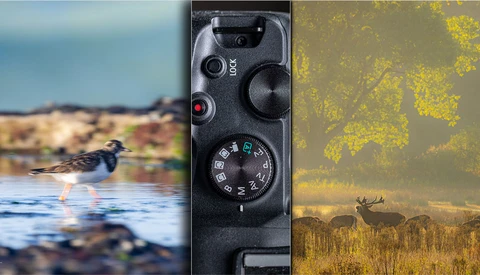 Camera control panel with manual dials and buttons between wildlife and landscape photographs.