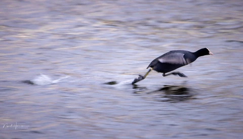 Wading bird in flight above shallow water with wings extended.