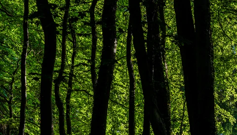Sunlit forest canopy with dark tree trunks and bright green foliage creating strong contrast.
