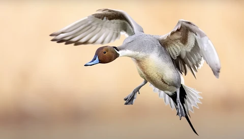 Northern pintail duck in flight with wings spread against a soft, blurred background.