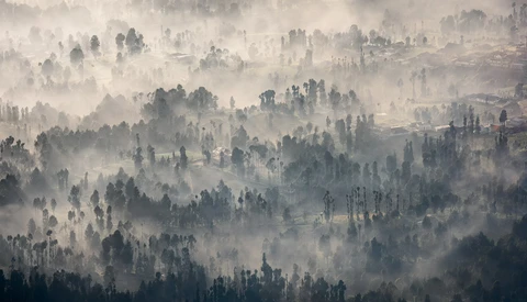 Dense forest landscape blanketed in thick fog, with coniferous trees emerging from layered mist creating depth through atmospheric perspective.