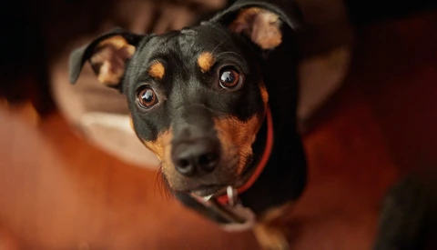 Black and tan dog looking directly at camera with intense brown eyes, shot from above with warm indoor lighting.