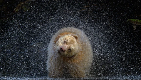 Brown bear shaking water from its fur with water droplets suspended in air around its head.