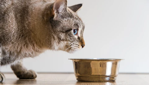 Tabby cat with blue eyes gazing down at a metallic brass bowl on a gray surface.