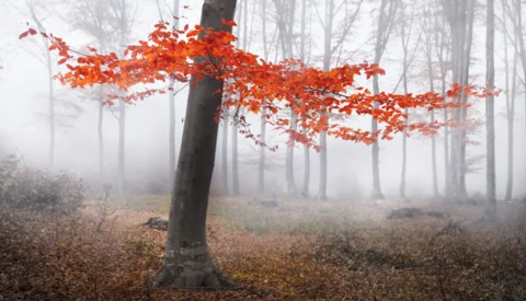 Lone tree with vibrant red autumn foliage in misty forest with bare trees in background.