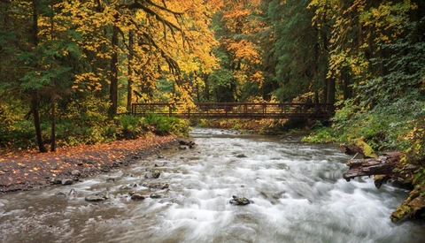 Flowing stream rushing through forested landscape with wooden bridge and golden autumn foliage.