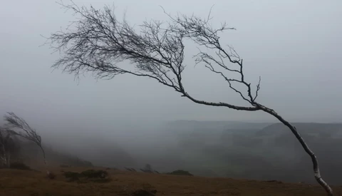 Bare, wind-swept tree leaning sharply left in heavy fog and mist under overcast sky.