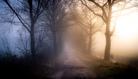 Tree-lined dirt path receding into dense fog with warm backlighting from the sun.