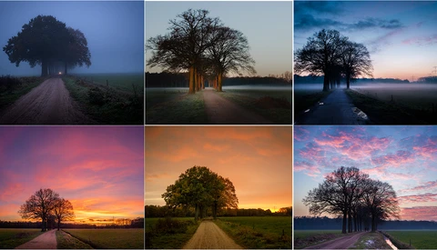 Six landscape photographs of solitary trees at different times of day, showcasing varied lighting and sky conditions.