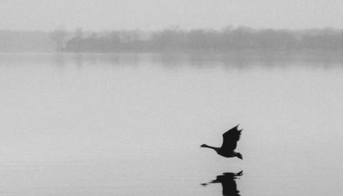 Two birds in silhouette flying low over still water with misty trees in the background.