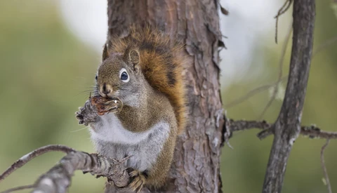 Red squirrel clinging to tree branch with food in its mouth.