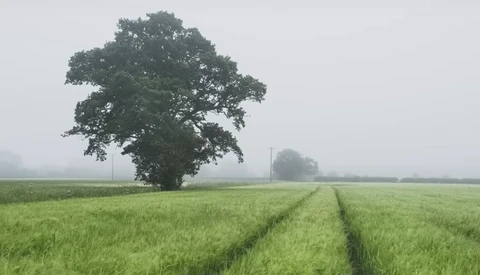 Solitary oak tree in a misty green field with crop rows visible in the foreground.