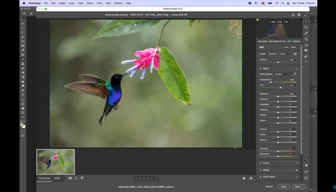 Screenshot showing a hummingbird in flight approaching a pink flower in Adobe Photoshop's editing interface.