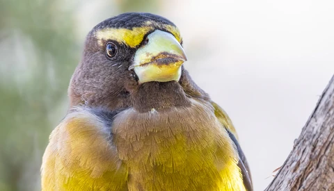 Close-up portrait of a green and yellow bird with dark head markings and pale eye-ring perched on a branch.
