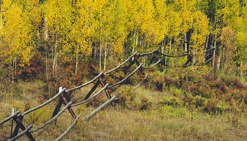 Weathered wooden fence rails extending diagonally across meadow with golden aspen trees in soft focus background.