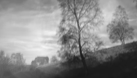 Bare birch trees in a misty landscape with rolling hills and overcast sky.
