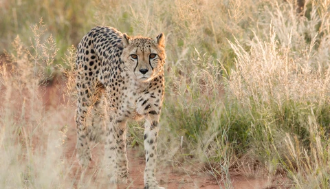 Cheetah walking through dry grassland, looking toward camera with alert expression.