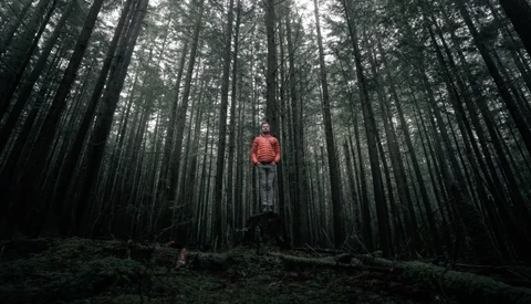 Hiker in red jacket standing centered among towering dark evergreen trees in dense forest.