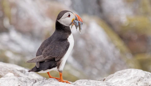 Puffin perched on gray rock, holding small fish in its beak.