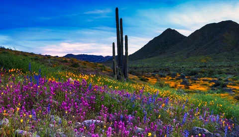 Tall saguaro cactus standing amid a vibrant wildflower meadow with purple, yellow, and blue blooms under a blue sky.