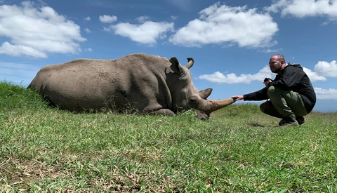 Wildlife handler crouching beside a resting rhinoceros in a grassy field under blue sky.