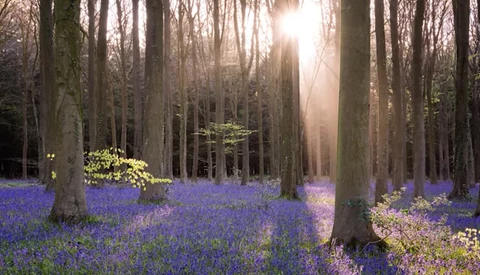 Forest clearing carpeted with purple bluebells beneath tall trees, sunlight streaming through canopy.