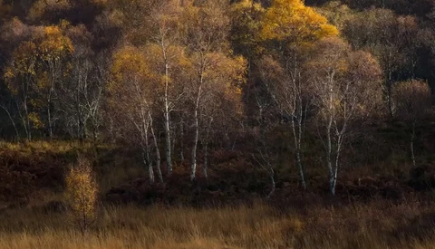 Birch trees with golden foliage stand in a woodland clearing during autumn, backlit by warm sunlight.