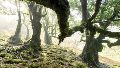 Ancient gnarled trees covered in moss in a misty forest, creating a moody woodland atmosphere.