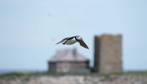 Puffin in flight with wings spread against blue sky, blurred farm buildings in background.