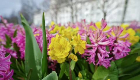 Yellow and magenta hyacinth flowers in close-up with green stems and soft-focused background.
