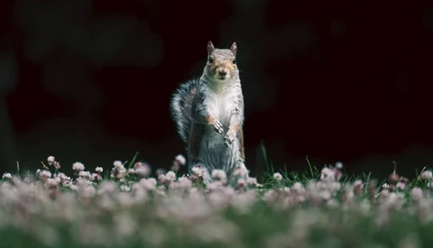 Squirrel standing upright on hind legs in a field of small white flowers against a dark background.