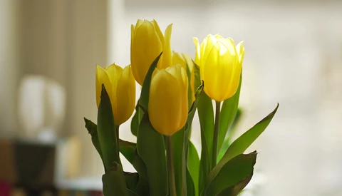 Three bright yellow tulips with green stems against a soft, blurred indoor background.