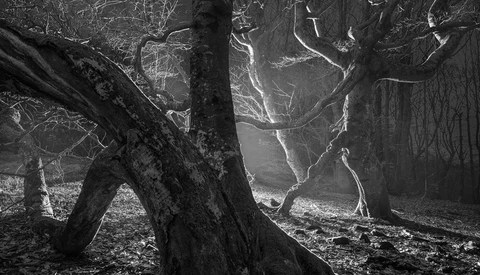 Gnarled tree trunks in a misty forest with bare branches and a solitary figure standing in the distance.