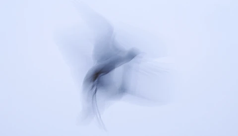 Bird in flight with motion blur against a pale blue sky, wings spread and body tilted mid-movement.