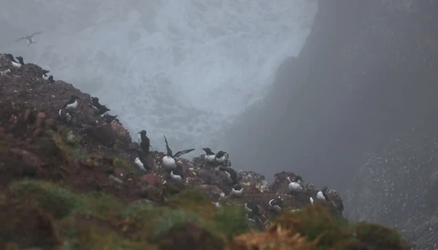 A colony of puffins perched on a misty rocky cliff edge beneath an enormous moon.
