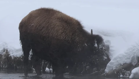 Large bison standing in shallow water with frost-covered vegetation and misty forest backdrop.