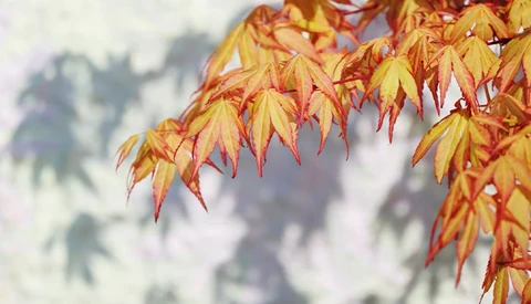 Japanese maple leaves in vibrant fall colors of gold, orange, and red with soft-focus background.