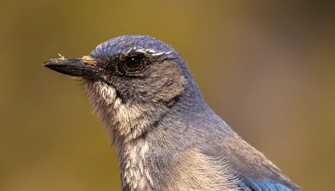 Close-up profile of a small blue-gray bird with white throat markings against a soft golden background.