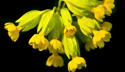 Cluster of bright yellow flowers with drooping bell-shaped petals against a black background.