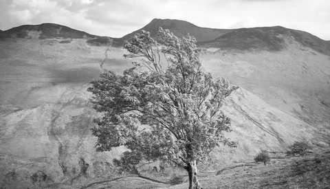 Solitary tree standing on a hillside with barren mountains in the background, rendered in black and white.