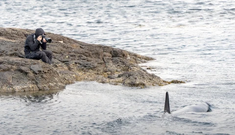 Wildlife photographer crouched on rocky shore photographing a whale surfacing in shallow water.